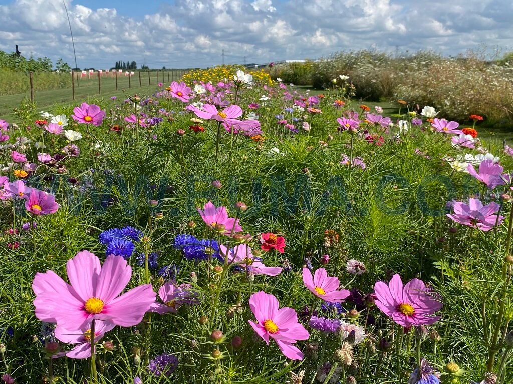 Festival (1 kg)