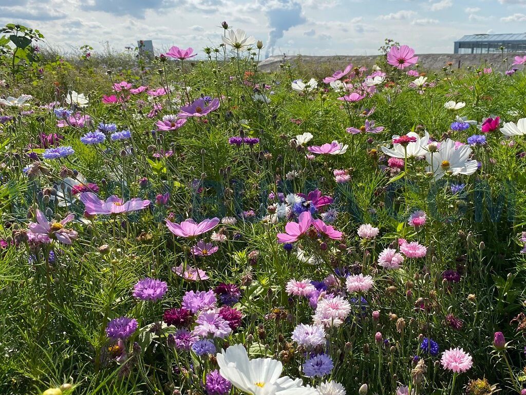 Festival (1 kg)