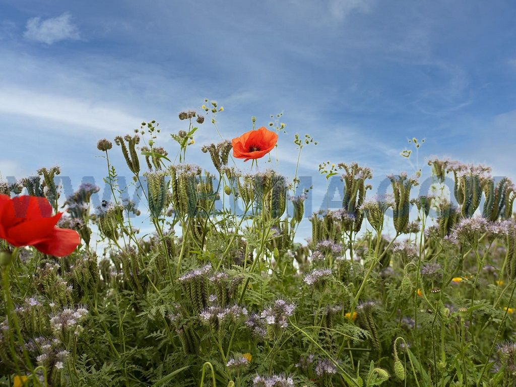 Renaissance veldbloemen 3 (1 kg)