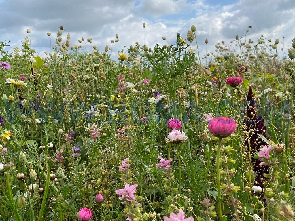 Droogbloemenmengsel (500 gram)