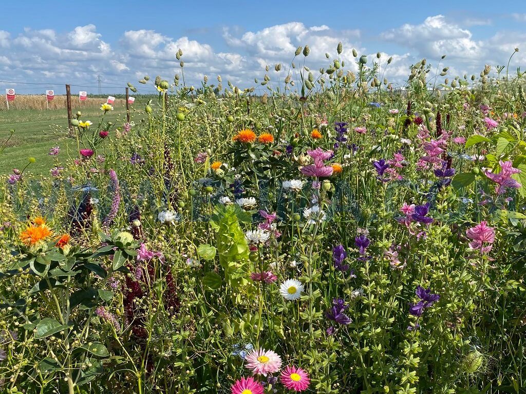 Droogbloemenmengsel (500 gram)