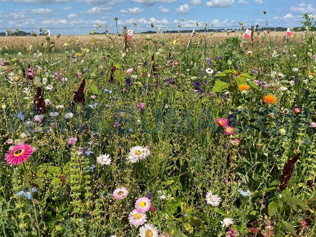 Droogbloemenmengsel (1 kg)