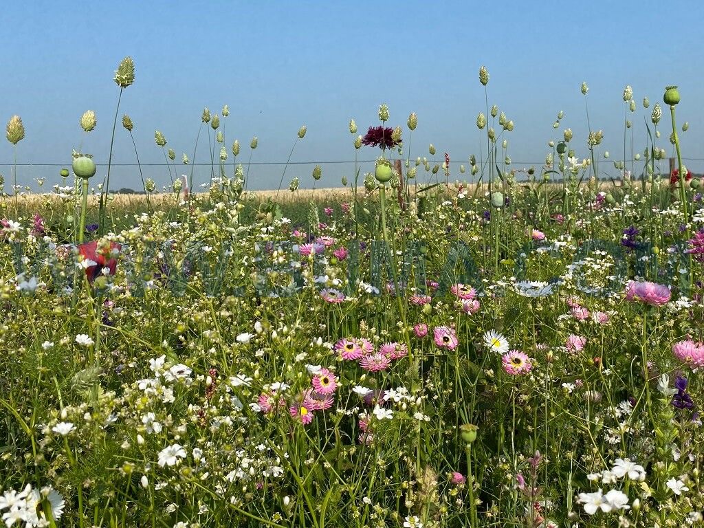 Droogbloemenmengsel (1 kg)