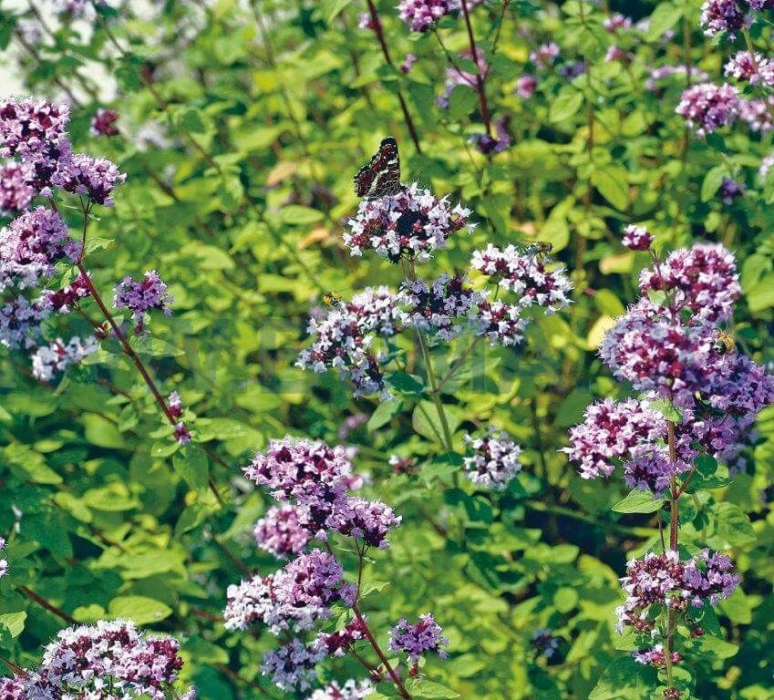 Butterfly (500 gram)