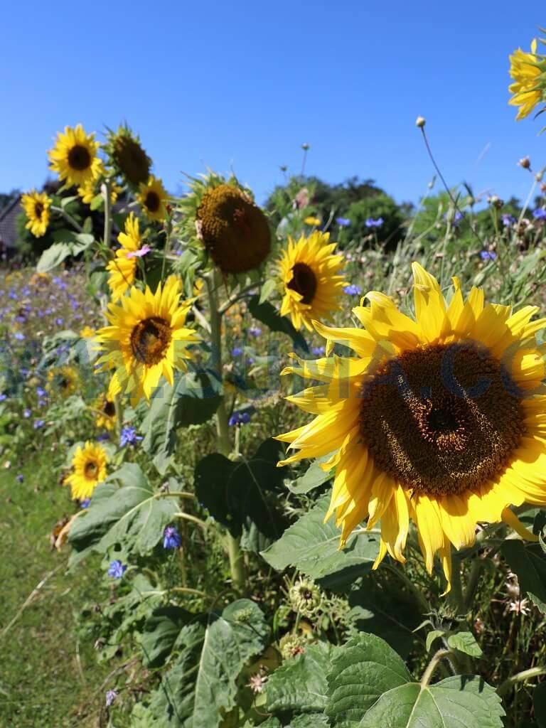 Sunflower (100 gram)