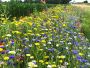 Akkerrand bloemrijk 2 meerjarig (2 kg)