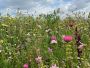 Droogbloemenmengsel (500 gram)