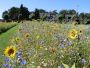 Sunflower (100 gram)