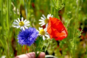 BUMA-kleurrijk-bloemenmengsel-holland