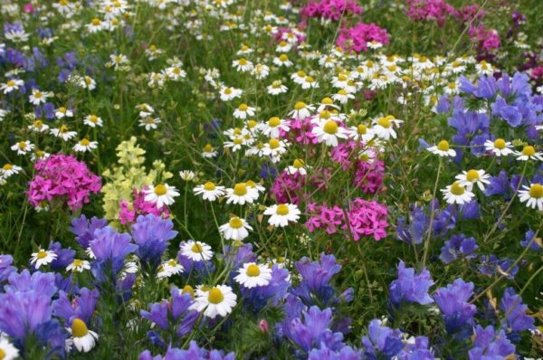 BUMA-kleurrijk-bloemenmengsel-veldbloemen-4