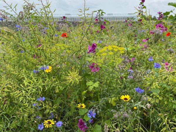 BUMA-kleurrijk-bijenmengsel-brandenburger