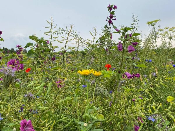 Brandenburger (1 kg) - Afbeelding 5