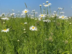 BUMA-inheems-bloemenmengsel-stroomdalflora