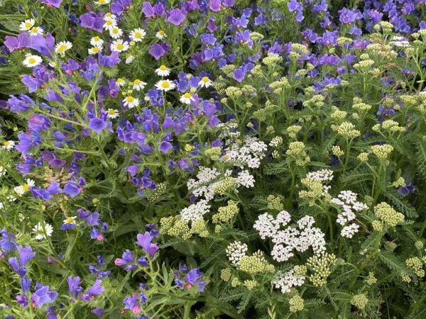 Gothic veldbloemen 4 (500 gram) - Afbeelding 2