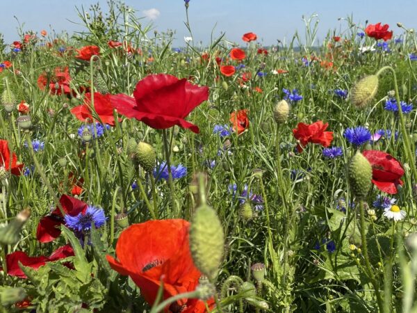 Classic veldbloemen 1 (1 kg) - Afbeelding 2