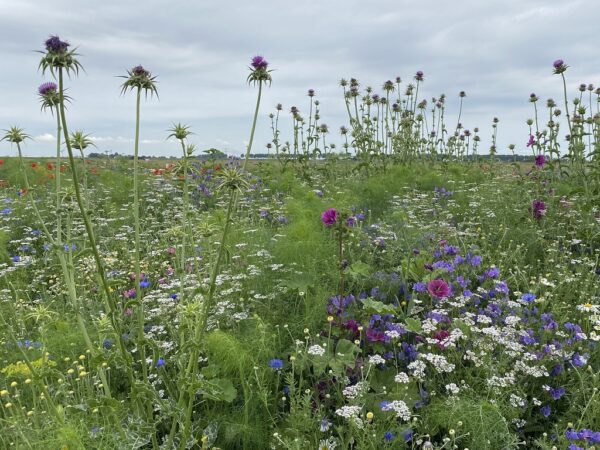 BUMA-kleurrijk-bloemenmengsel-bumble-bee