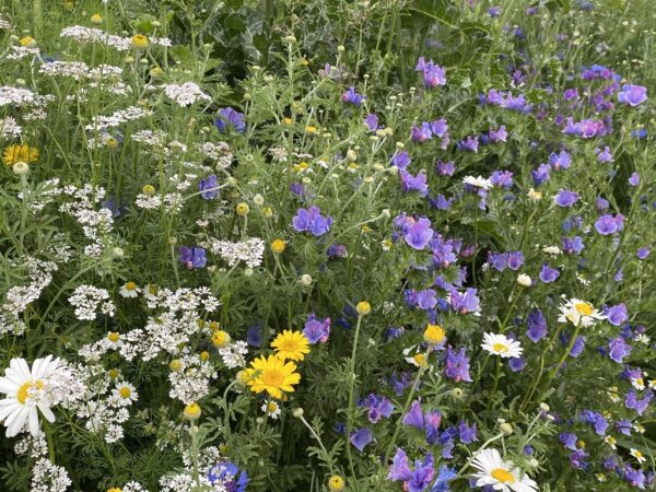 Bumble Bee (1 kg) - Afbeelding 3