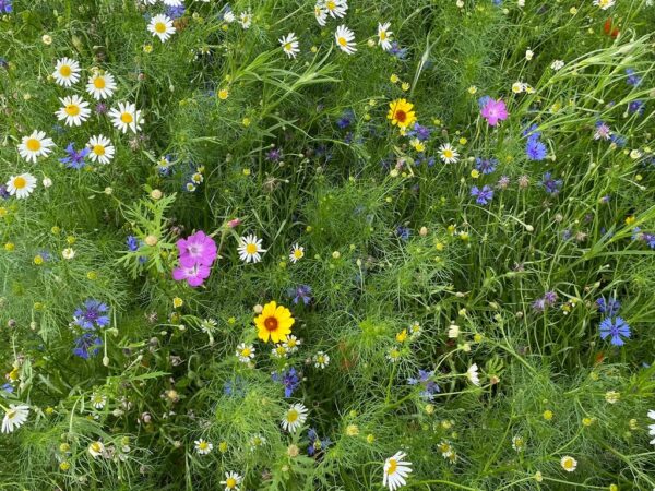 Staygreen 5 Colour (500 gram) - Afbeelding 6