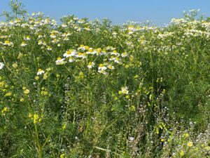 BUMA-inheems-bloemenmengsel-staygreen-10