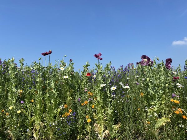 Nostalgie (500 gram) - Afbeelding 2