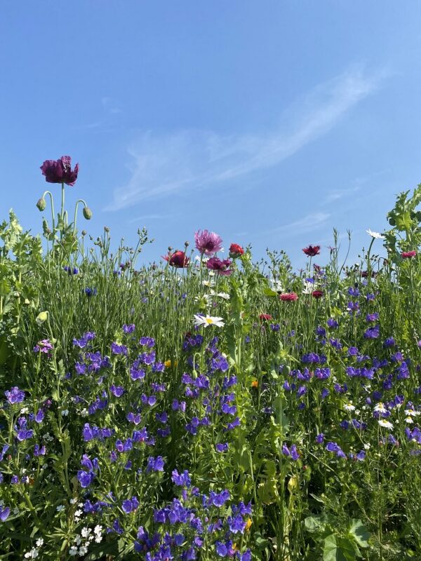 Nostalgie (500 gram) - Afbeelding 3