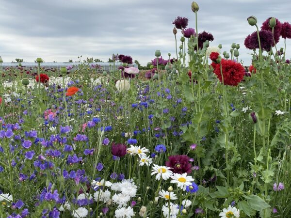 BUMA-kleurrijk-bloemenmengsel-nostalgie
