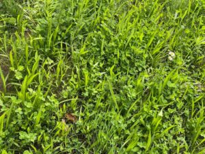 BUMA-inheems-bloemenmengsel-staygreen-7