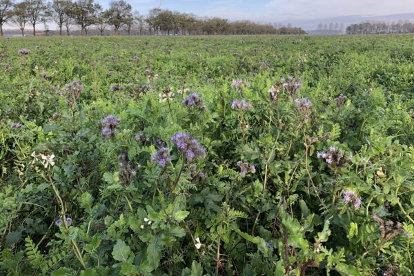 Vital Earth NKG zomer (20 kg)